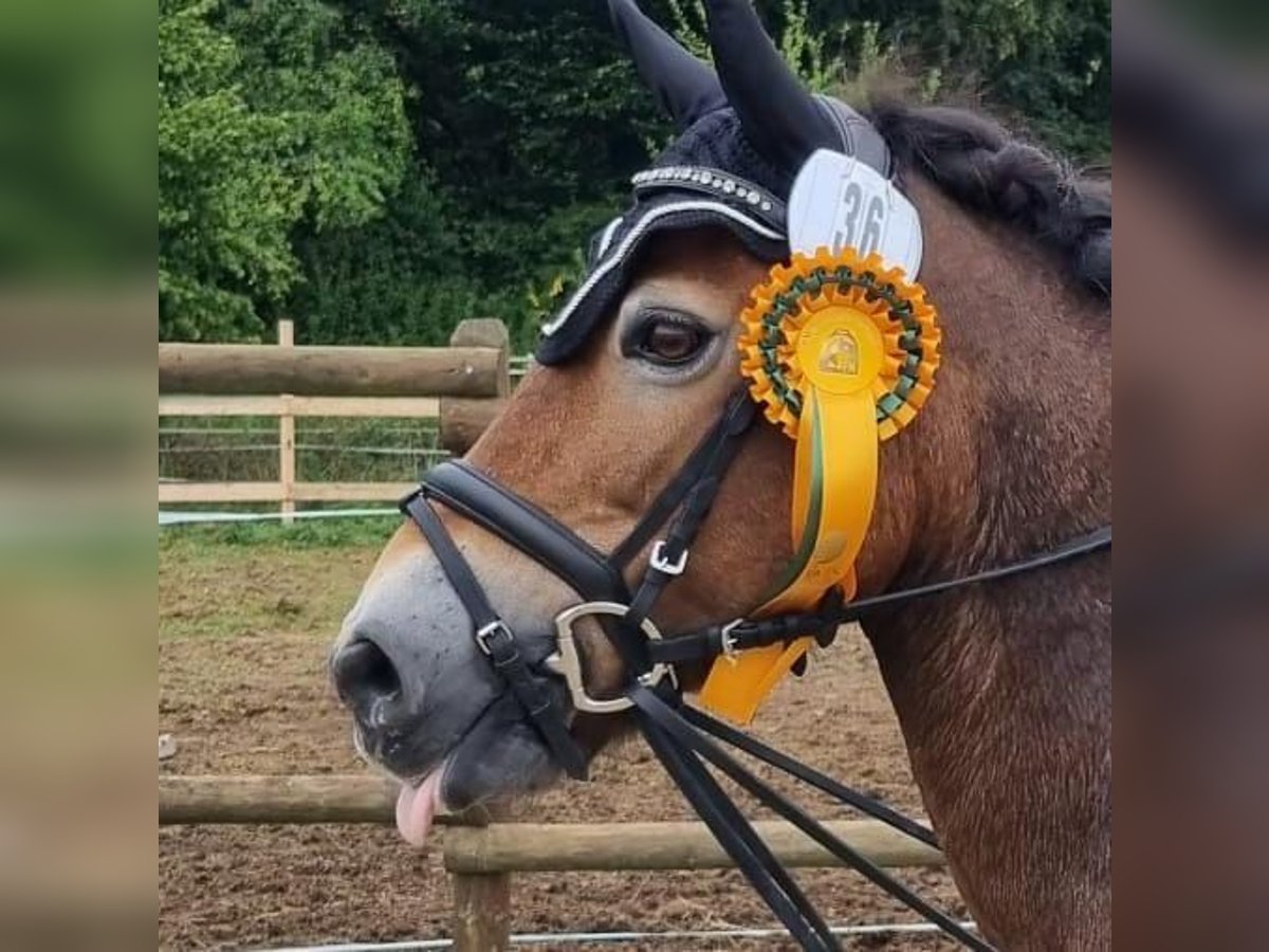 New Forest Pony Mix Stute 17 Jahre 130 cm Brauner in Neukirchen