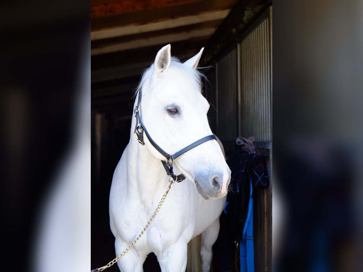 New Forest Pony Stute 18 Jahre 139 cm Schimmel in Dietikon