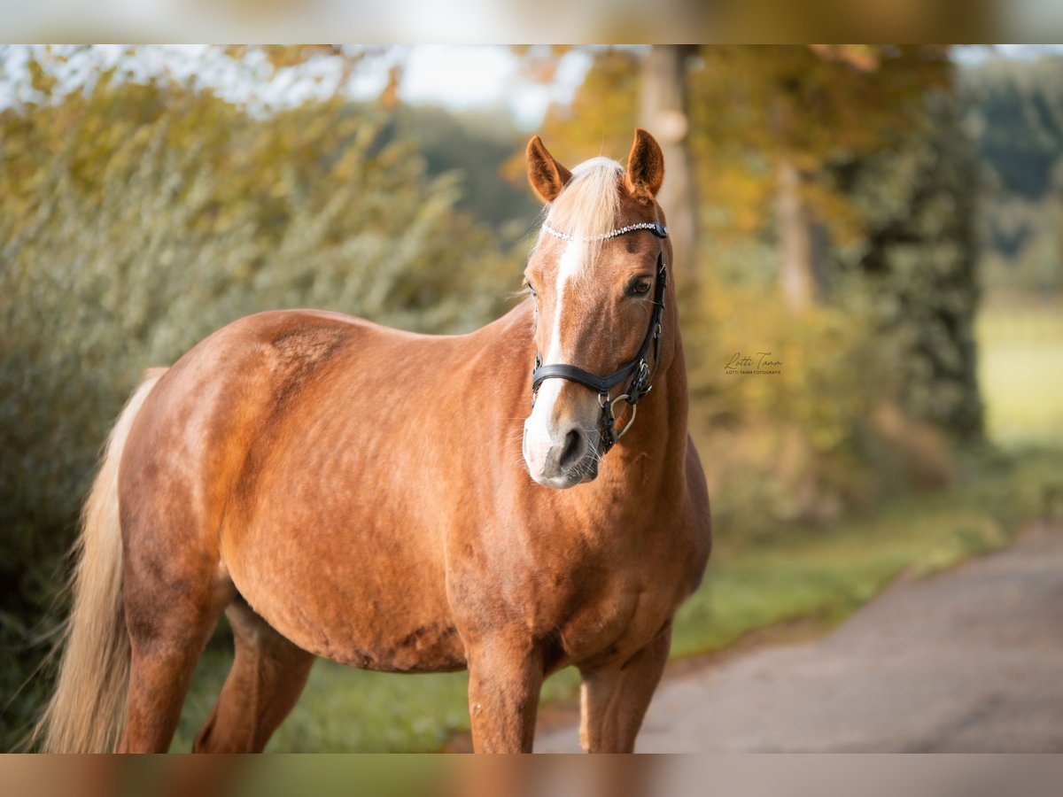 New Forest Pony Stute 18 Jahre 148 cm Fuchs in Pronstorf New Forest Pony Stute 18 Jahre 148 cm Fuchs in Pronstorf