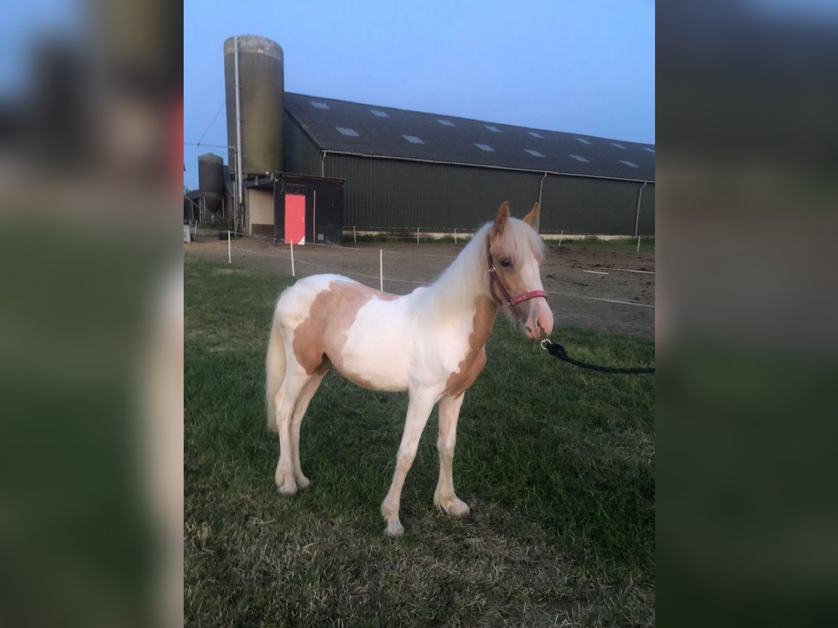 New Forest Pony Mix Stute 1 Jahr 140 cm Palomino in Haren