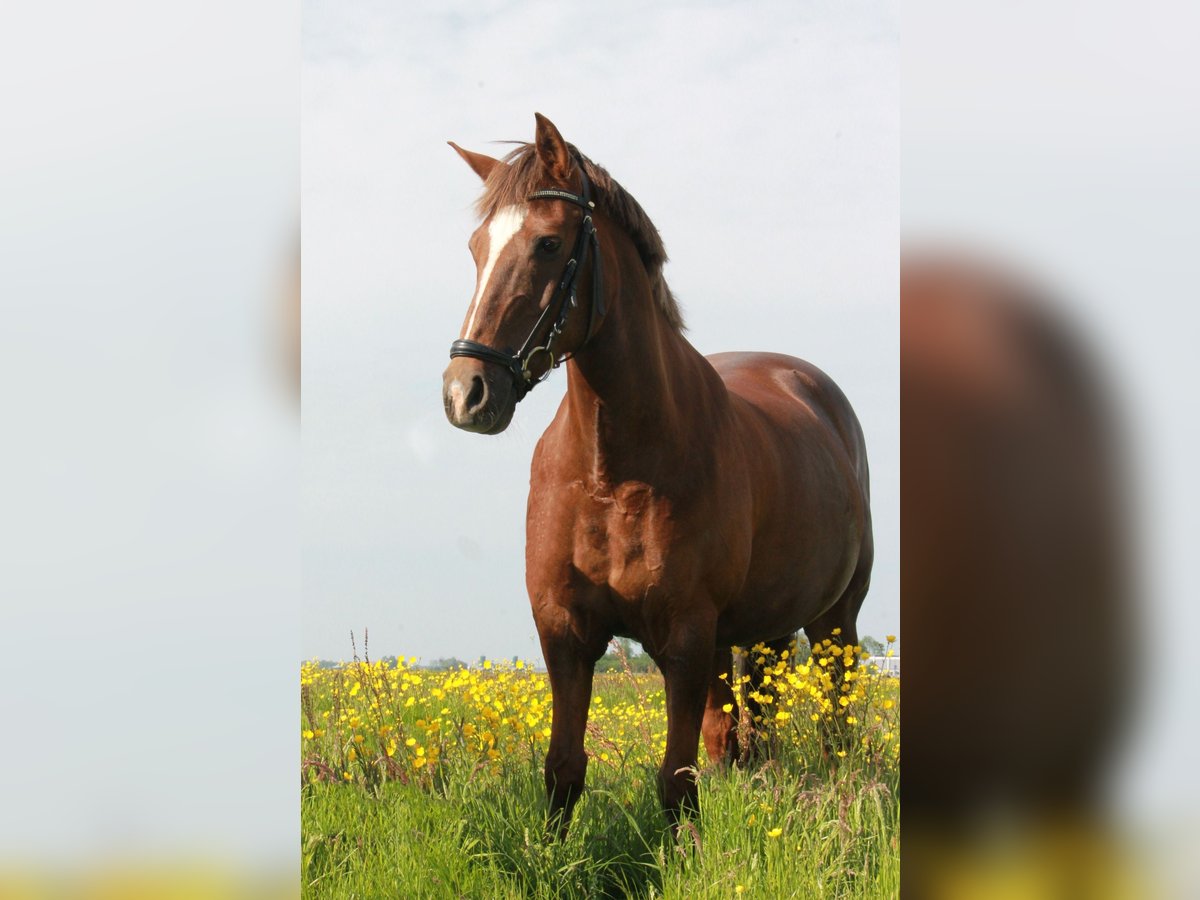 New Forest Pony Mix Stute 21 Jahre 146 cm Dunkelfuchs in Aldeboarn