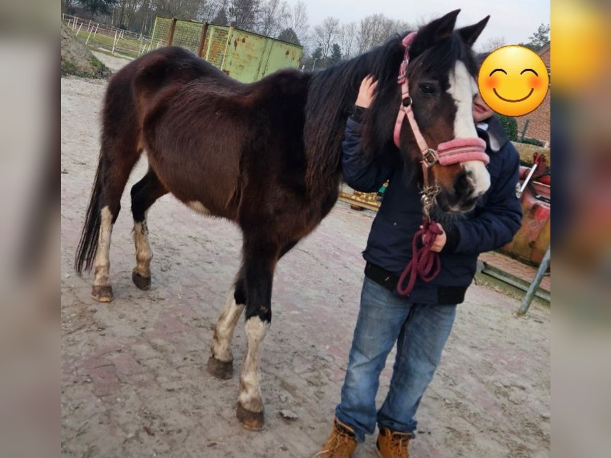 New Forest Pony Stute 25 Jahre 146 cm Brauner in Rhauderfehn