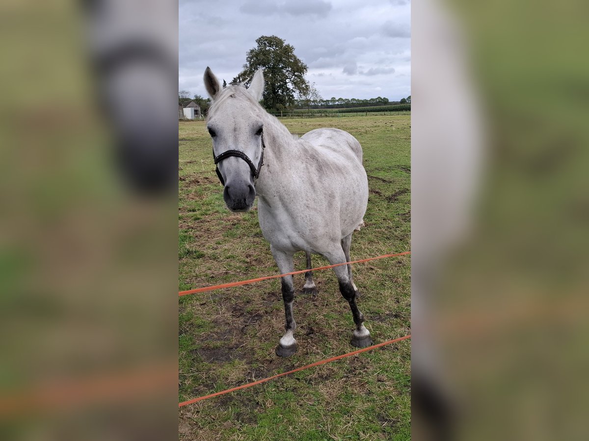 New Forest Pony Stute 26 Jahre 136 cm Schimmel in Castenray