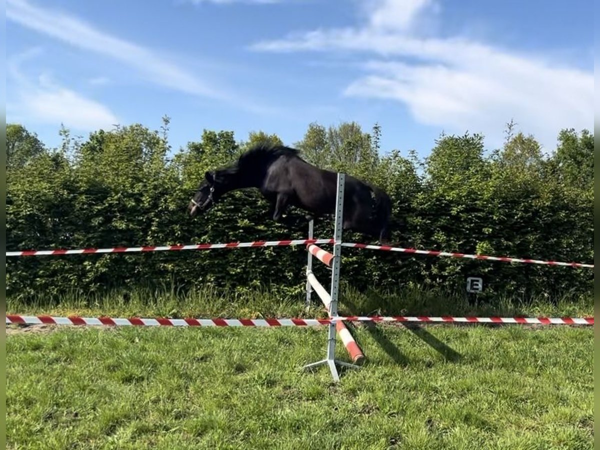 New Forest Pony Mix Stute 3 Jahre 132 cm Schwarzbrauner in Swalmen