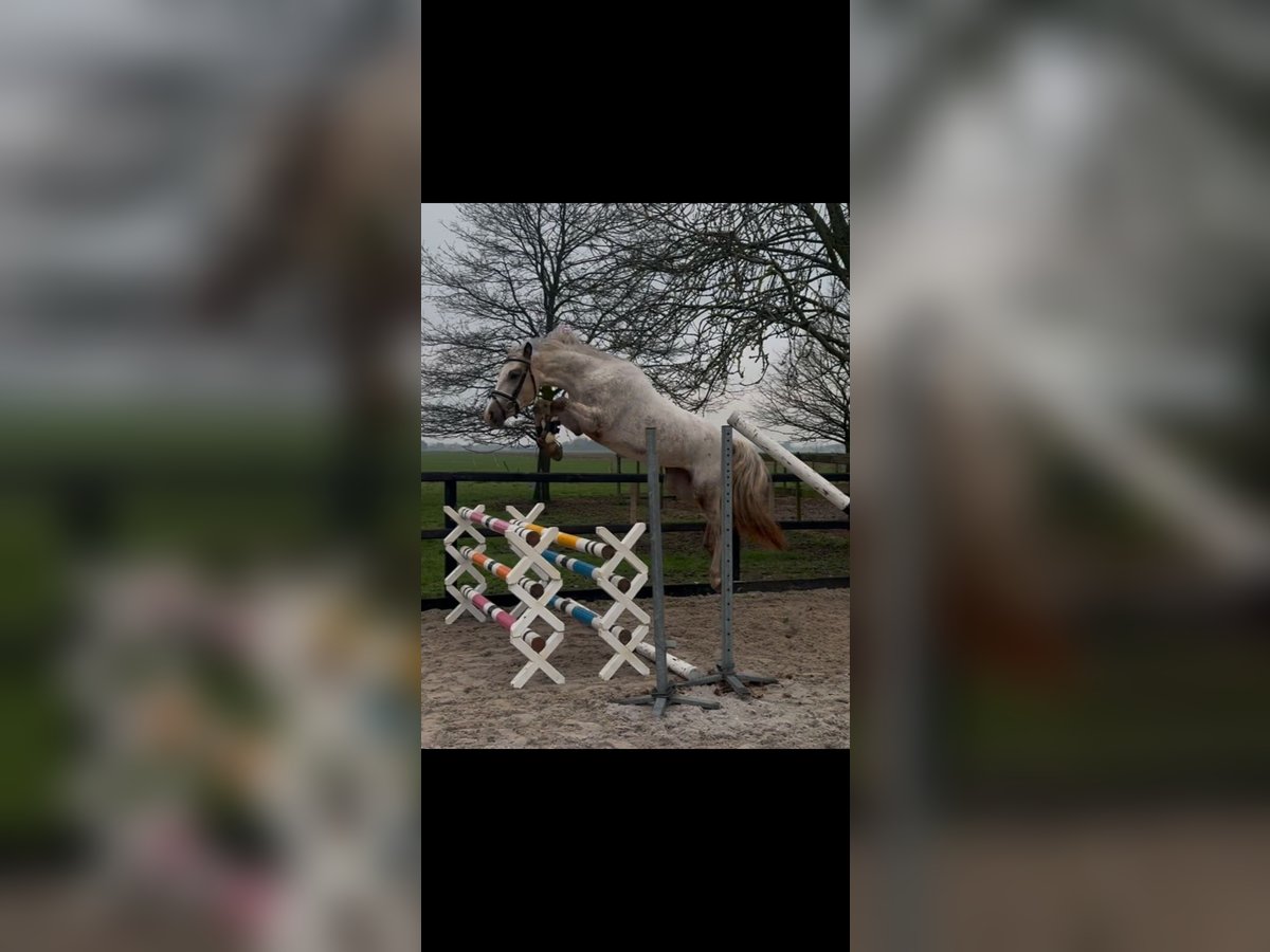 New Forest Pony Stute 3 Jahre 148 cm Tigerschecke in Moerkapelle