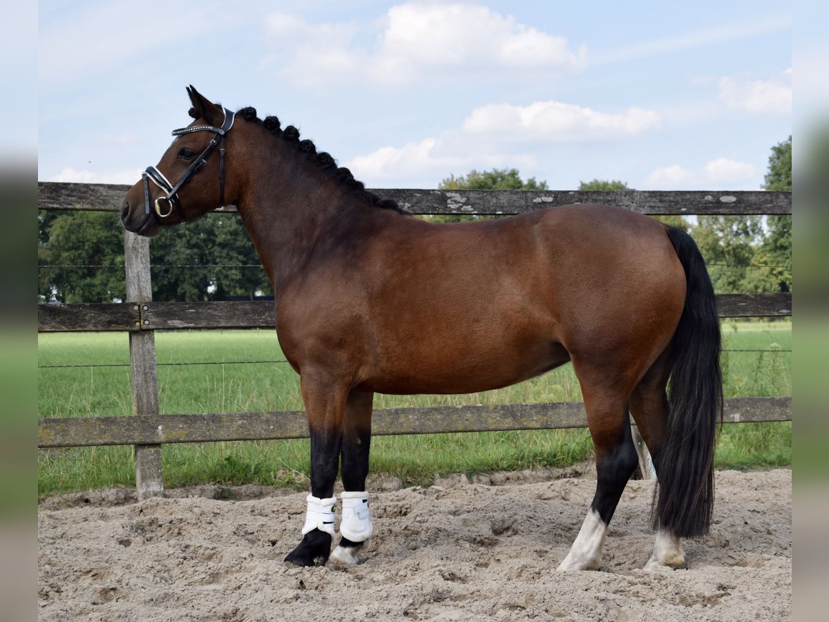 New Forest Pony Mix Stute 4 Jahre 123 cm Brauner in Lunteren
