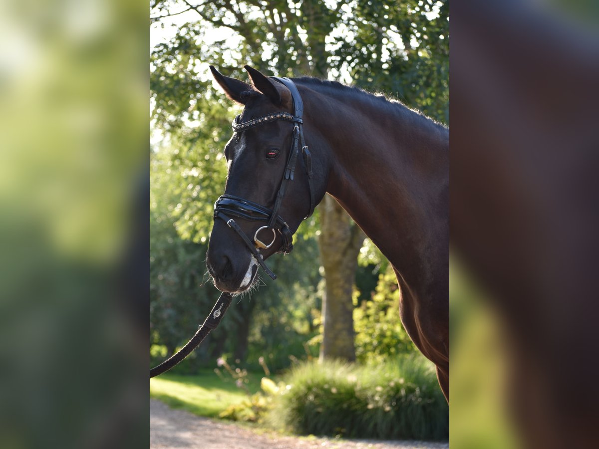New Forest Pony Stute 4 Jahre 146 cm Rappe in Kamerik