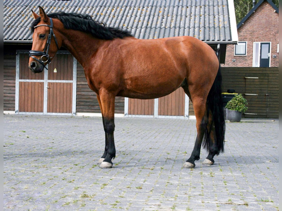 New Forest Pony Stute 4 Jahre 148 cm Brauner in Heerhugowaard