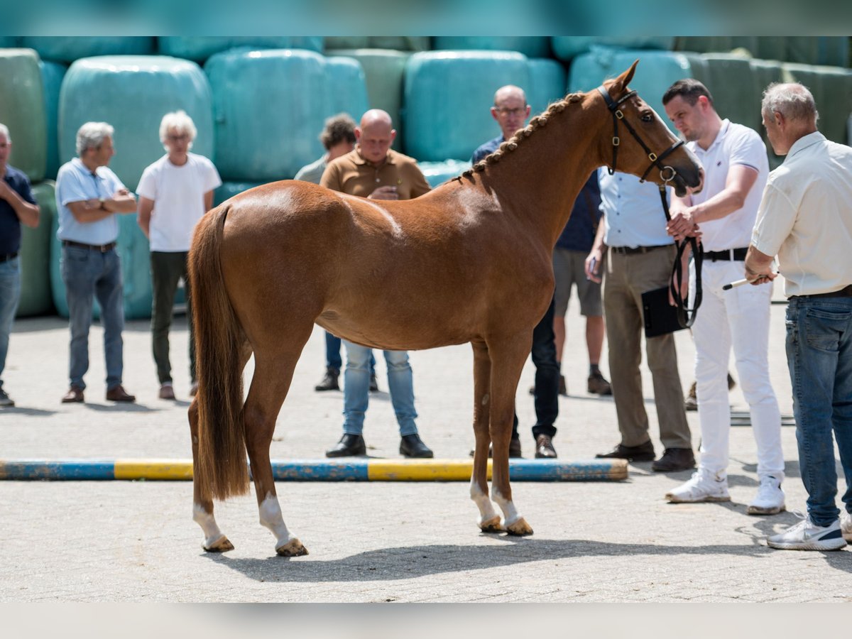 New Forest Pony Stute 6 Jahre 142 cm Roan-Red in Pronstorf