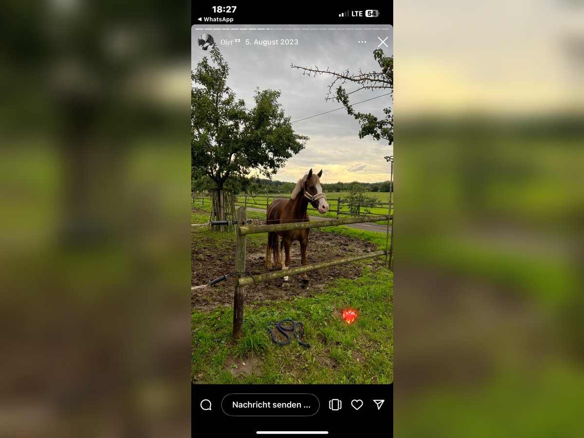 New Forest Pony Stute 6 Jahre 146 cm Brauner in Swisttal