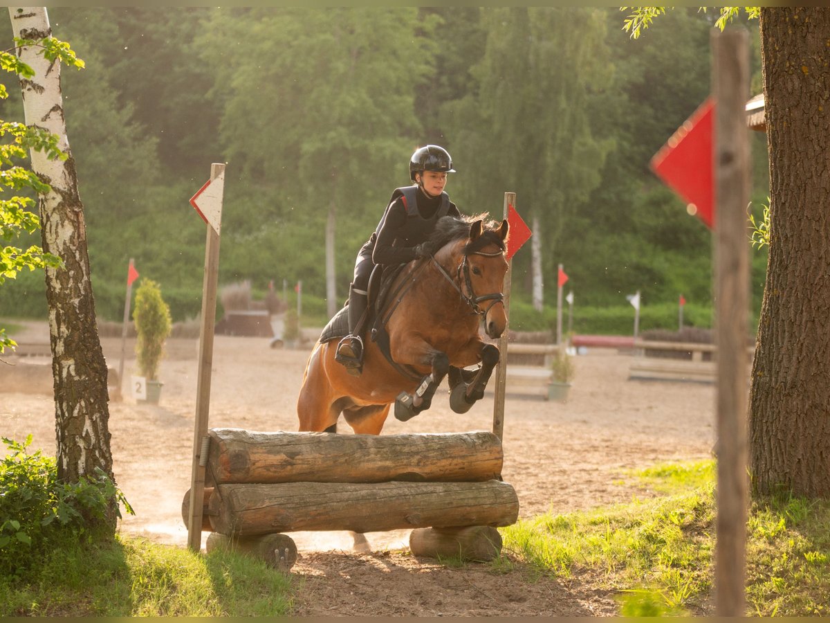 New Forest Pony Stute 7 Jahre 137 cm Brauner in Dahme