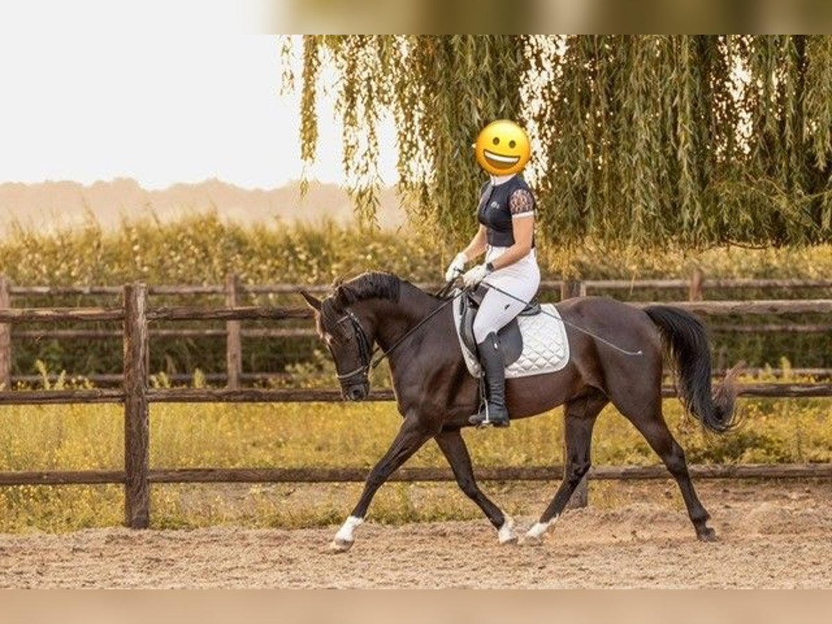 New Forest Pony Stute 7 Jahre 138 cm Rappe in Achtmaal