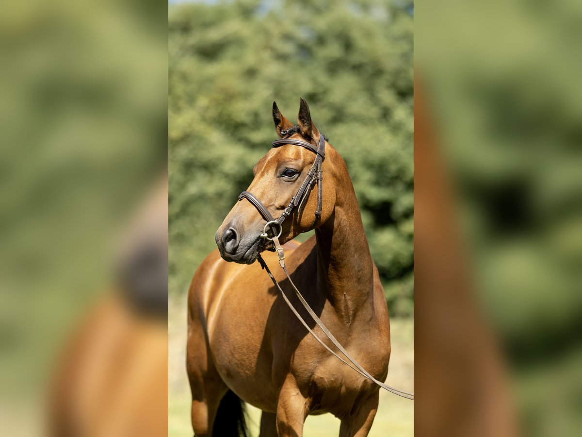 New Forest Pony Stute 7 Jahre 142 cm Brauner in Heinzenbach
