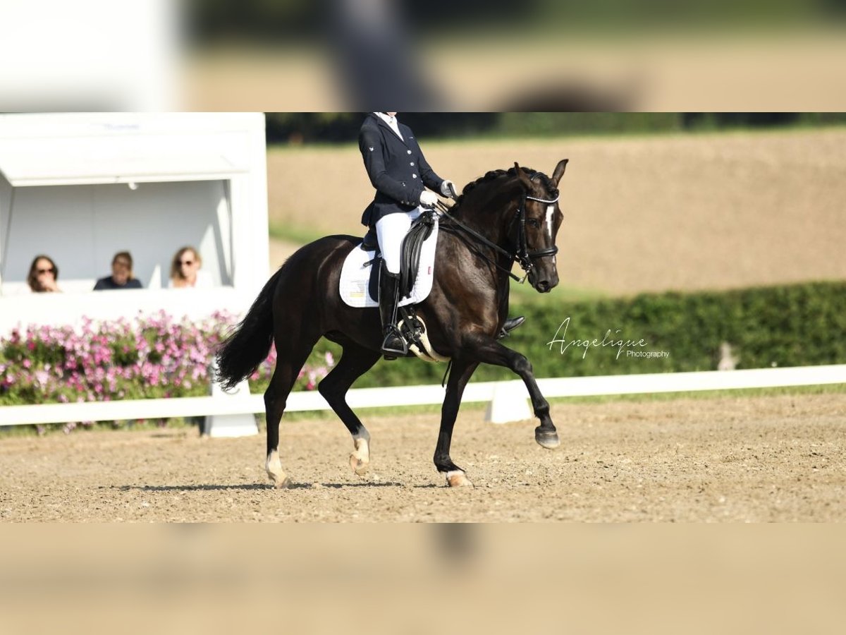 New Forest Pony Stute 7 Jahre 148 cm Rappe in Molenweg 73 Koningsbosch