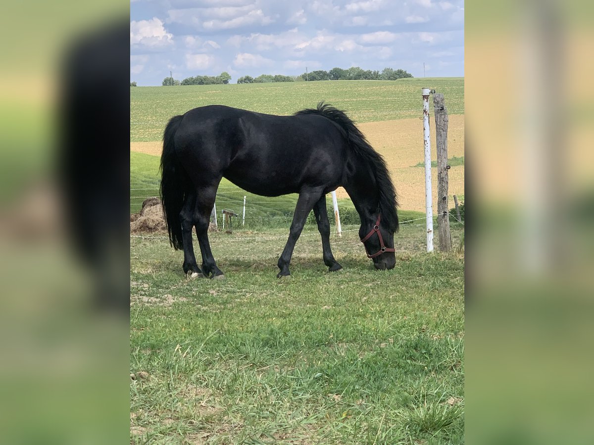 New Forest Pony Stute 8 Jahre 145 cm Rappe in Roigheim