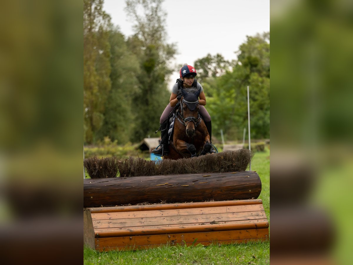 New Forest Pony Stute 9 Jahre 147 cm Dunkelbrauner in WinnendenWinnenden