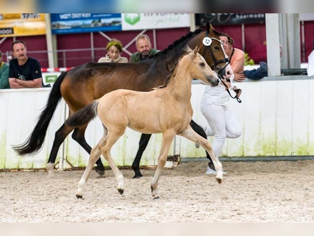 New Forest Pony Stute Fohlen (05/2025) 146 cm Buckskin in Koningsbosch