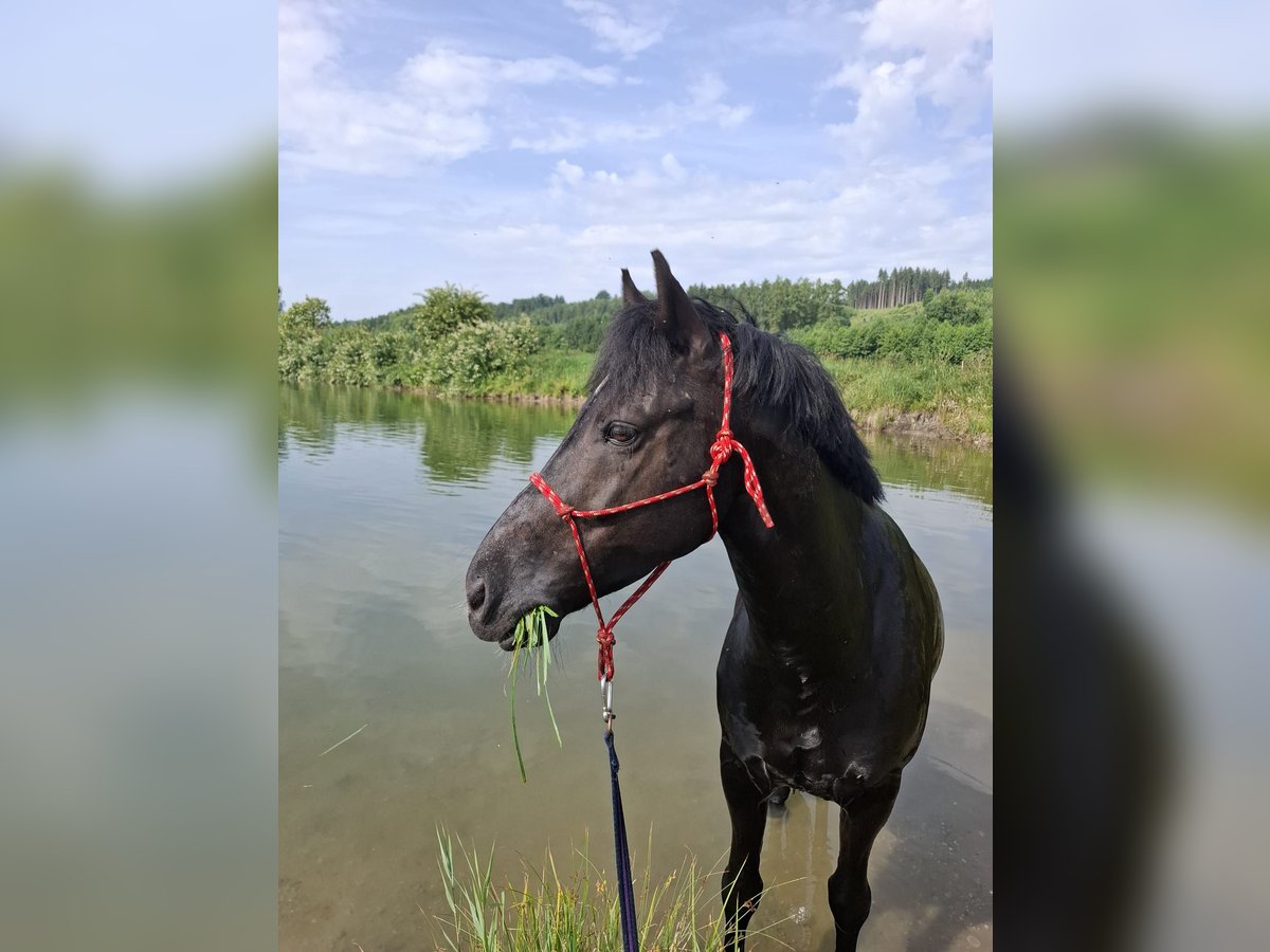 New Forest Pony Wallach 10 Jahre 147 cm Rappe in Meitingen