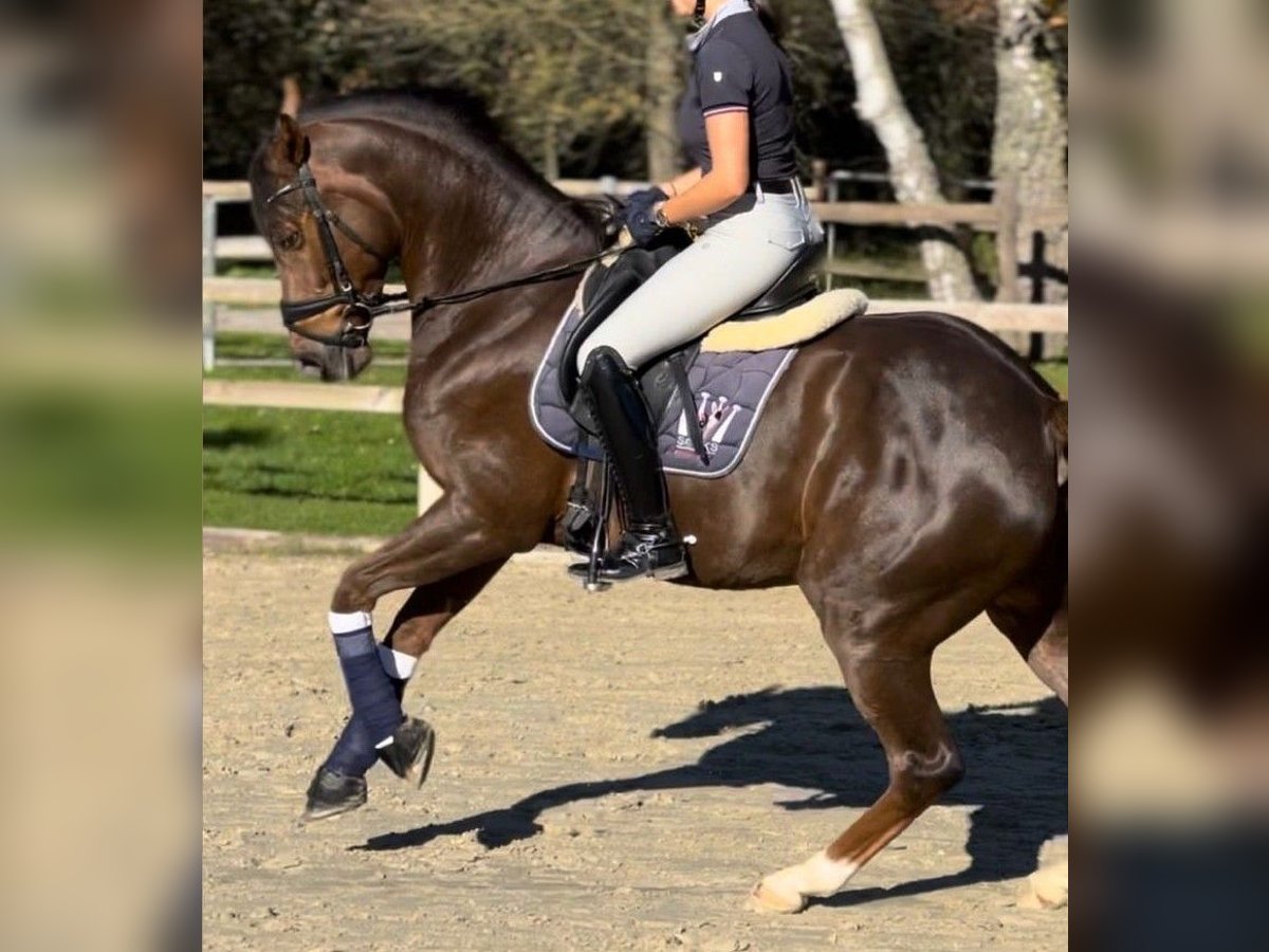 New Forest Pony Wallach 11 Jahre 160 cm Dunkelfuchs in Oberursel