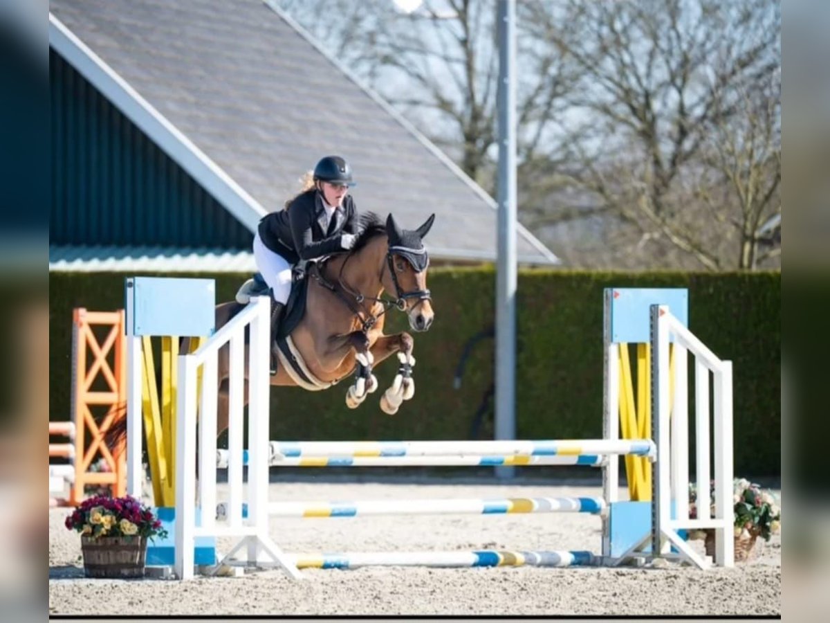 New Forest Pony Wallach 13 Jahre 147 cm Brauner in Haaksbergen