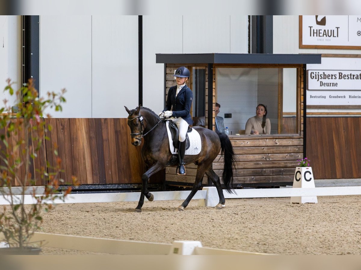 New Forest Pony Wallach 14 Jahre 144 cm Dunkelbrauner in Nieuw-Vennep