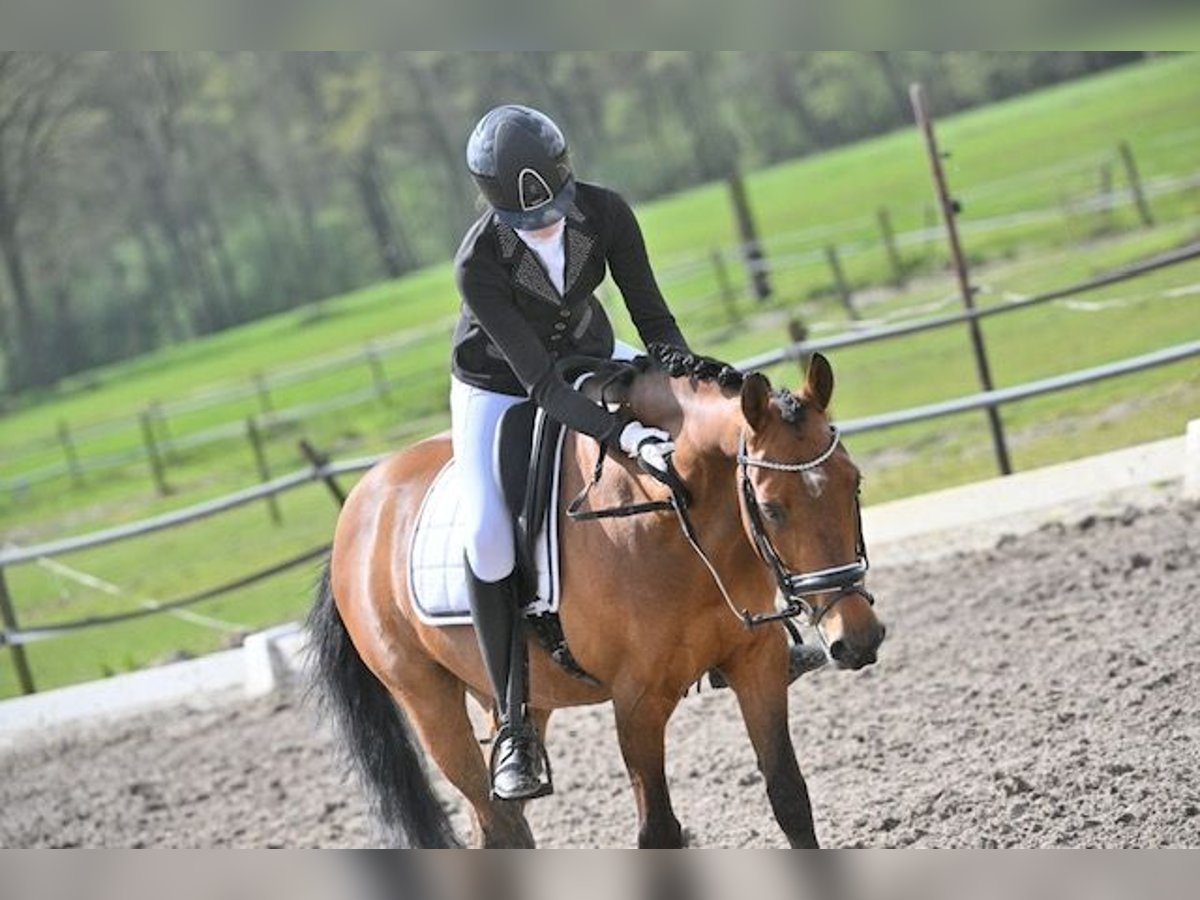 New Forest Pony Wallach 14 Jahre 145 cm Brauner in Nuenen