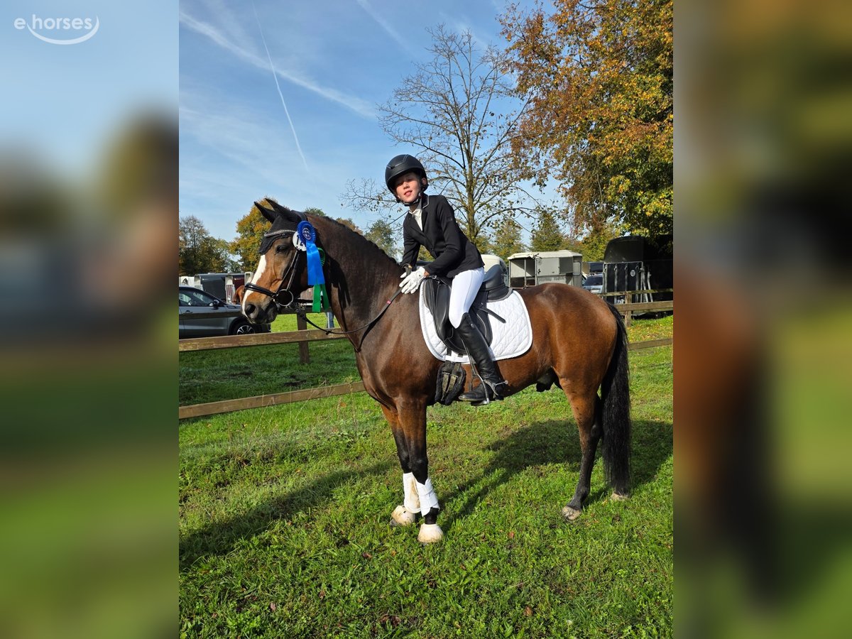 New Forest Pony, Wallach in Coesfeld