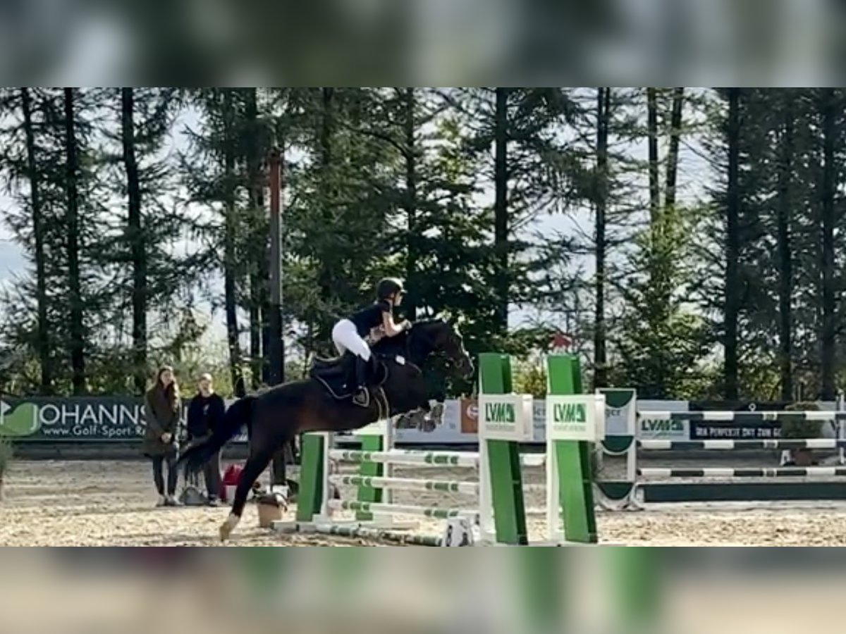 New Forest Pony Wallach 15 Jahre 146 cm Dunkelbrauner in Hamburg