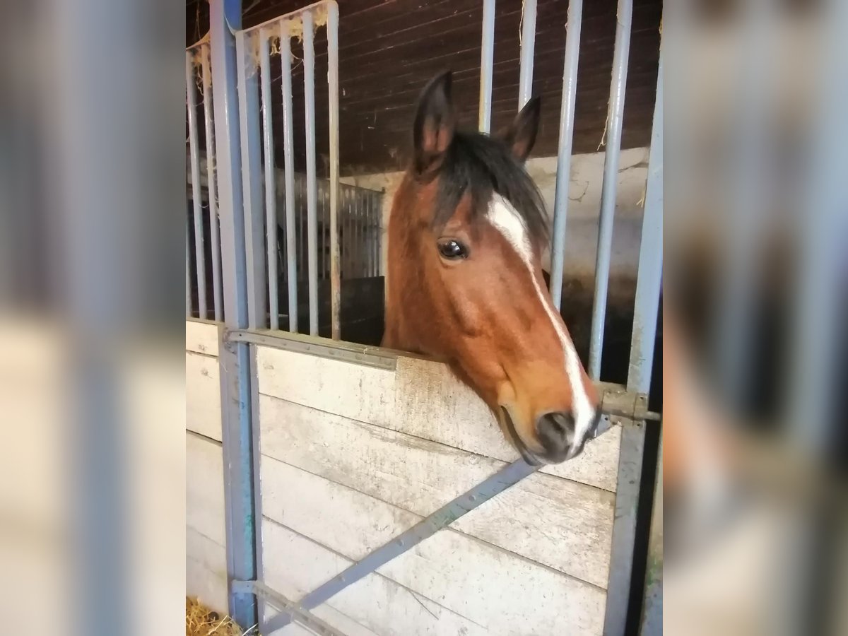 New Forest Pony Wallach 16 Jahre 144 cm Brauner in Öpfingen