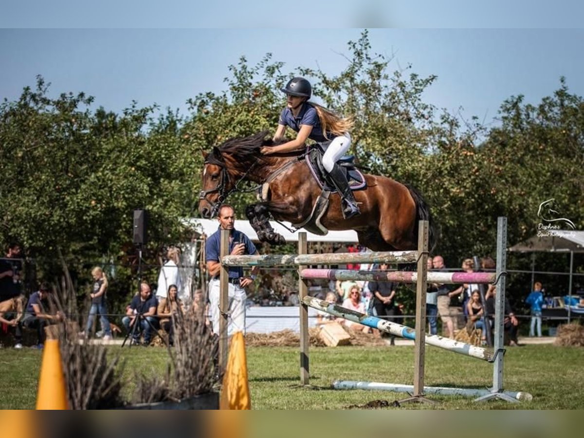 New Forest Pony Wallach 17 Jahre 148 cm Brauner in Smilde