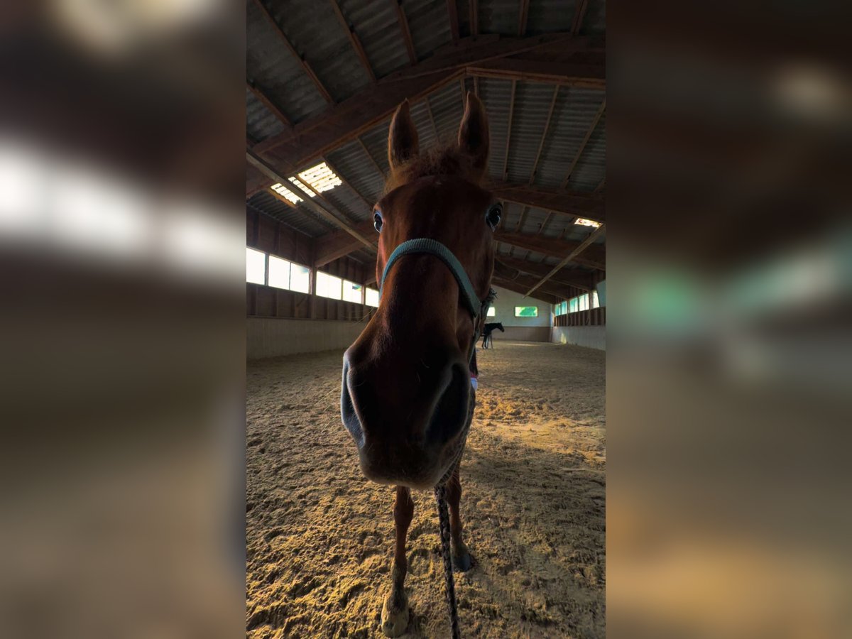 New Forest Pony Mix Wallach 17 Jahre 148 cm Fuchs in Ebenfurth