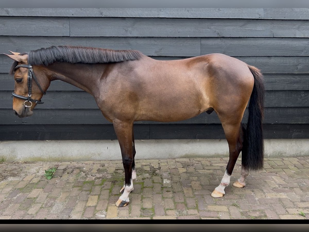 New Forest Pony Wallach 2 Jahre 143 cm Dunkelbrauner in Dongen