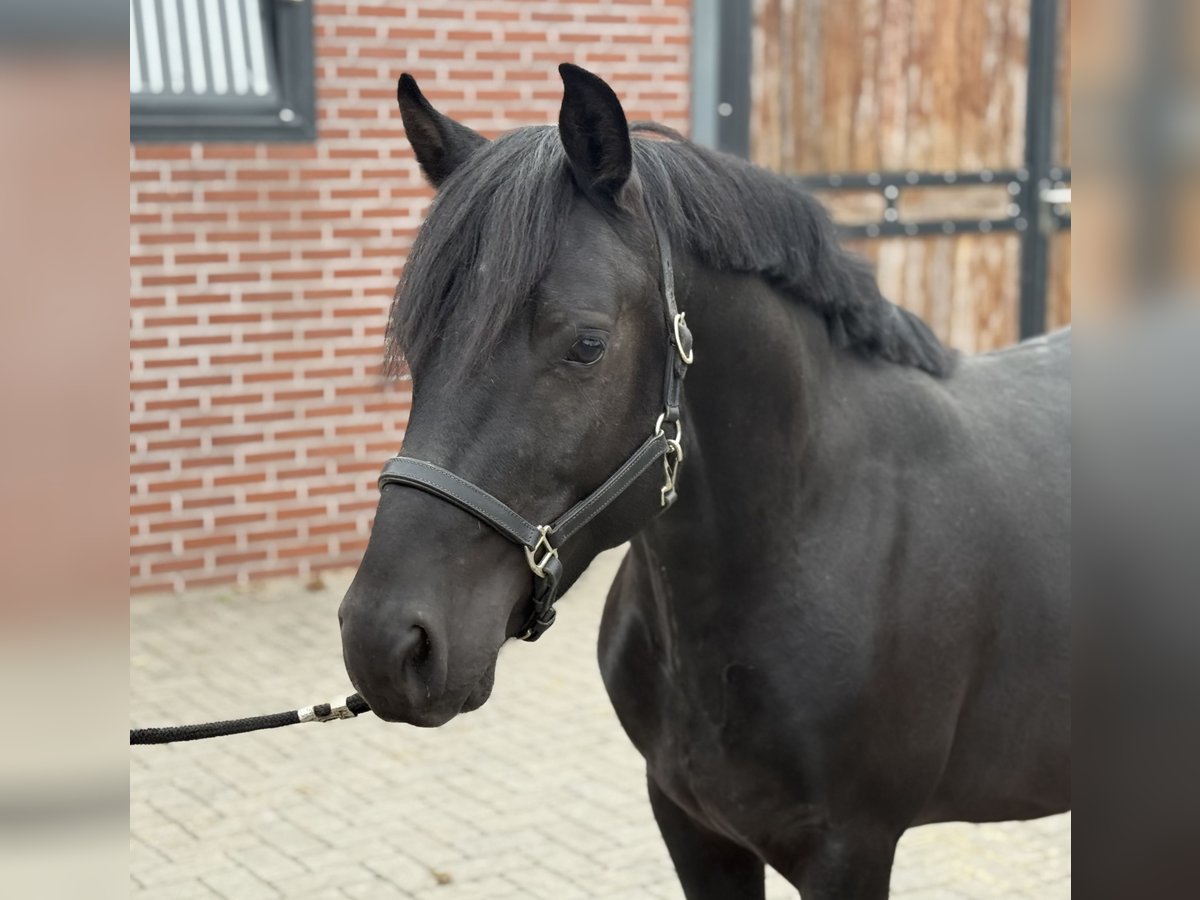 New Forest Pony Wallach 3 Jahre 136 cm Rappe in Zieuwent