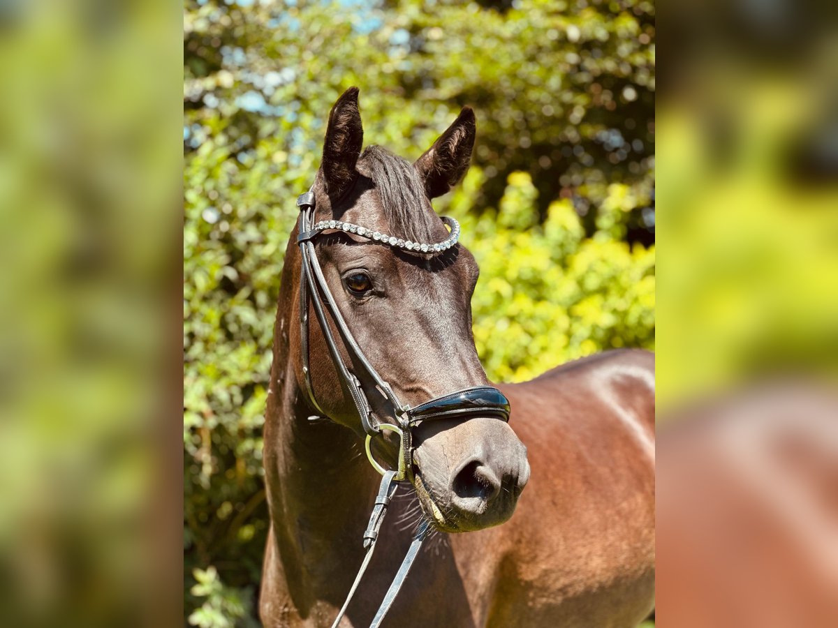 New Forest Pony Wallach 3 Jahre 142 cm Dunkelbrauner in Moosdorf