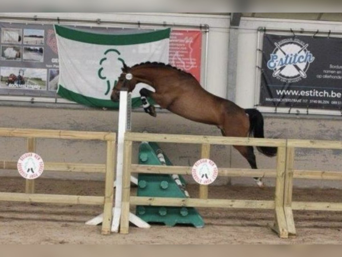 New Forest Pony Wallach 3 Jahre 144 cm Brauner in Nijeholtpade
