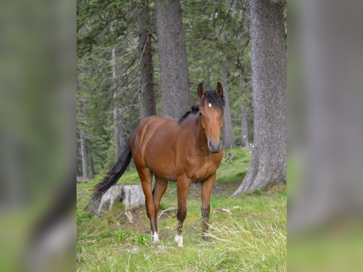 New Forest Pony Wallach 3 Jahre 145 cm Brauner in Attinghausen