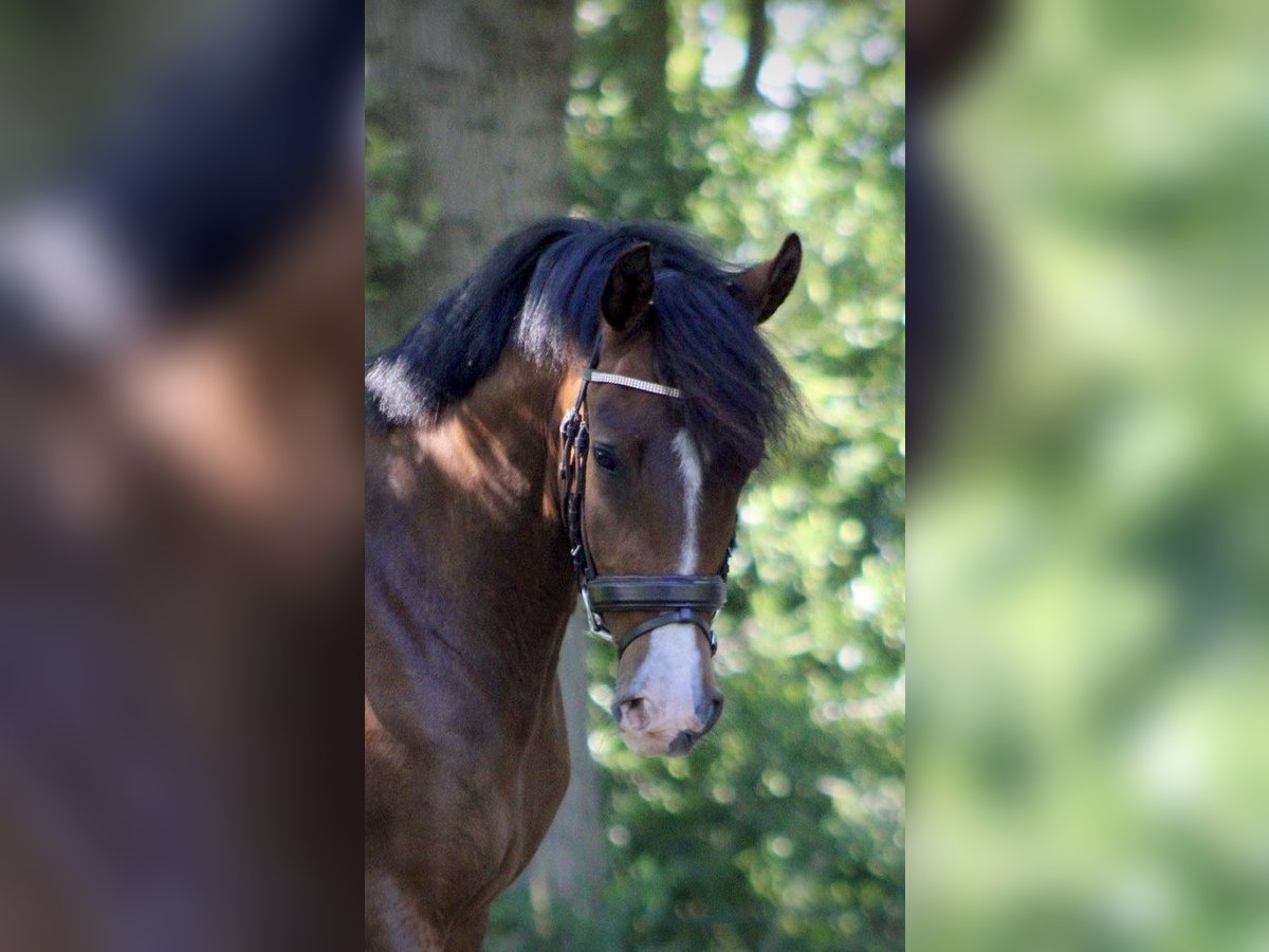 New Forest Pony Wallach 3 Jahre 148 cm Dunkelbrauner in Nijeholtpade