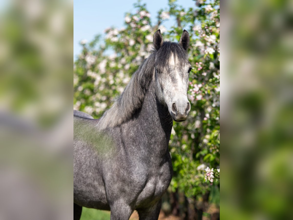 New Forest Pony Wallach 4 Jahre 140 cm Schimmel in Angeren