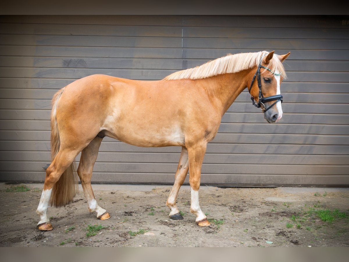 New Forest Pony Wallach 4 Jahre 142 cm Fuchs in Hünxe