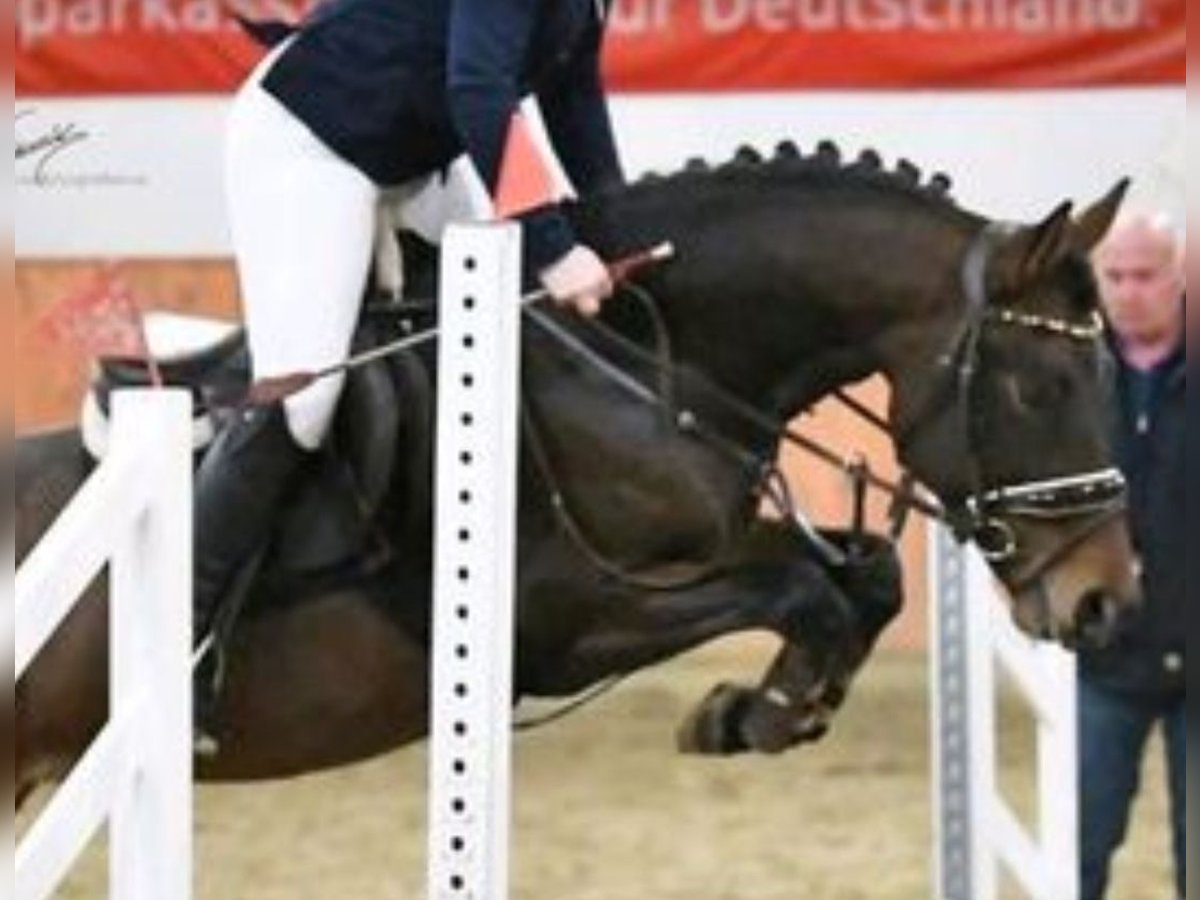 New Forest Pony Wallach 4 Jahre 146 cm Brauner in Buchholz (Westerwald)