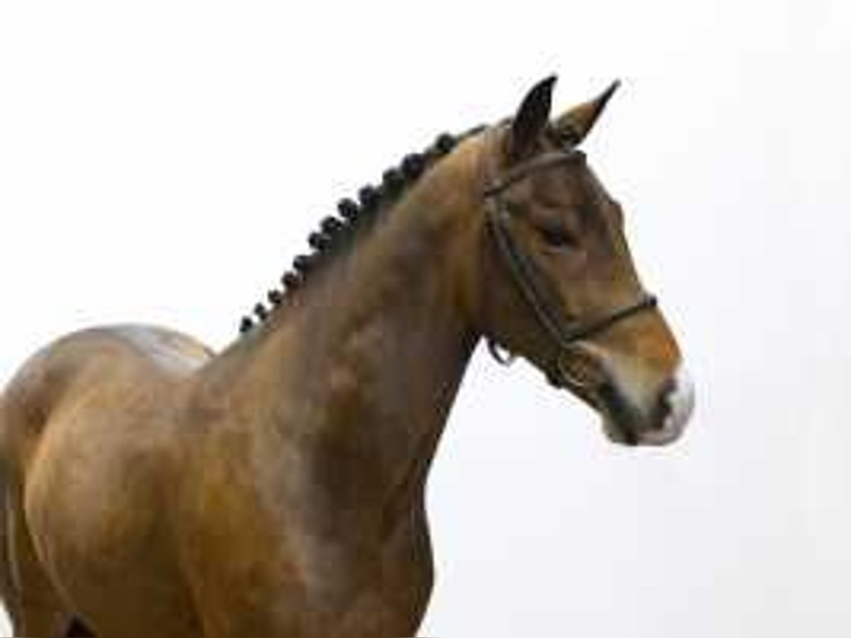 New Forest Pony Wallach 4 Jahre 147 cm Brauner in Waddinxveen