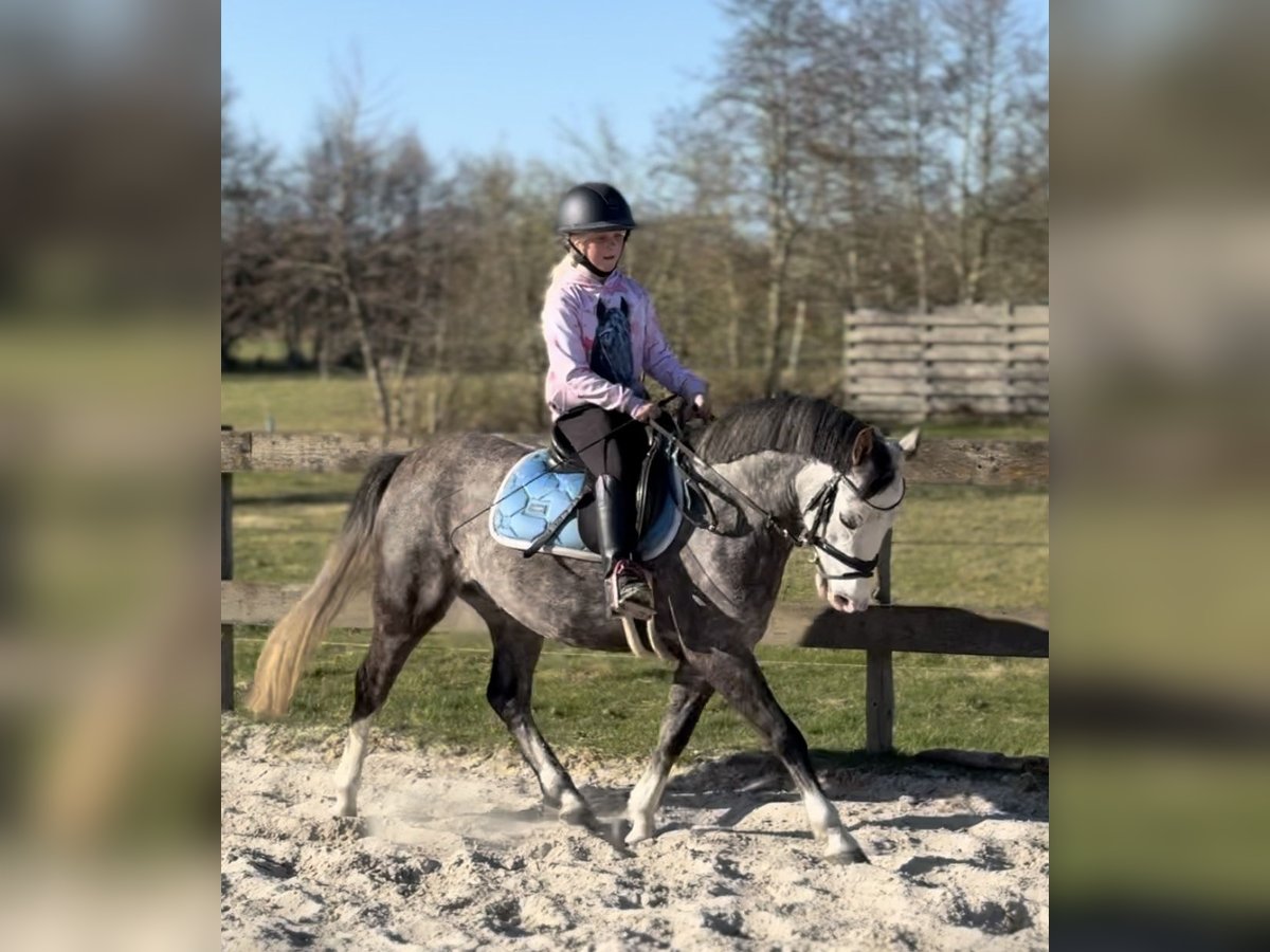 New Forest Pony Wallach 5 Jahre 133 cm Blauschimmel in Harkema