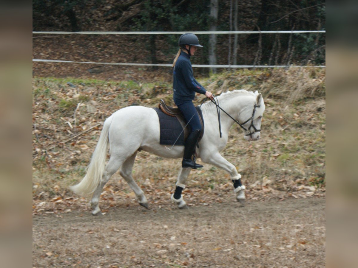 New Forest Pony Mix Wallach 5 Jahre 140 cm Cremello in Sessa
