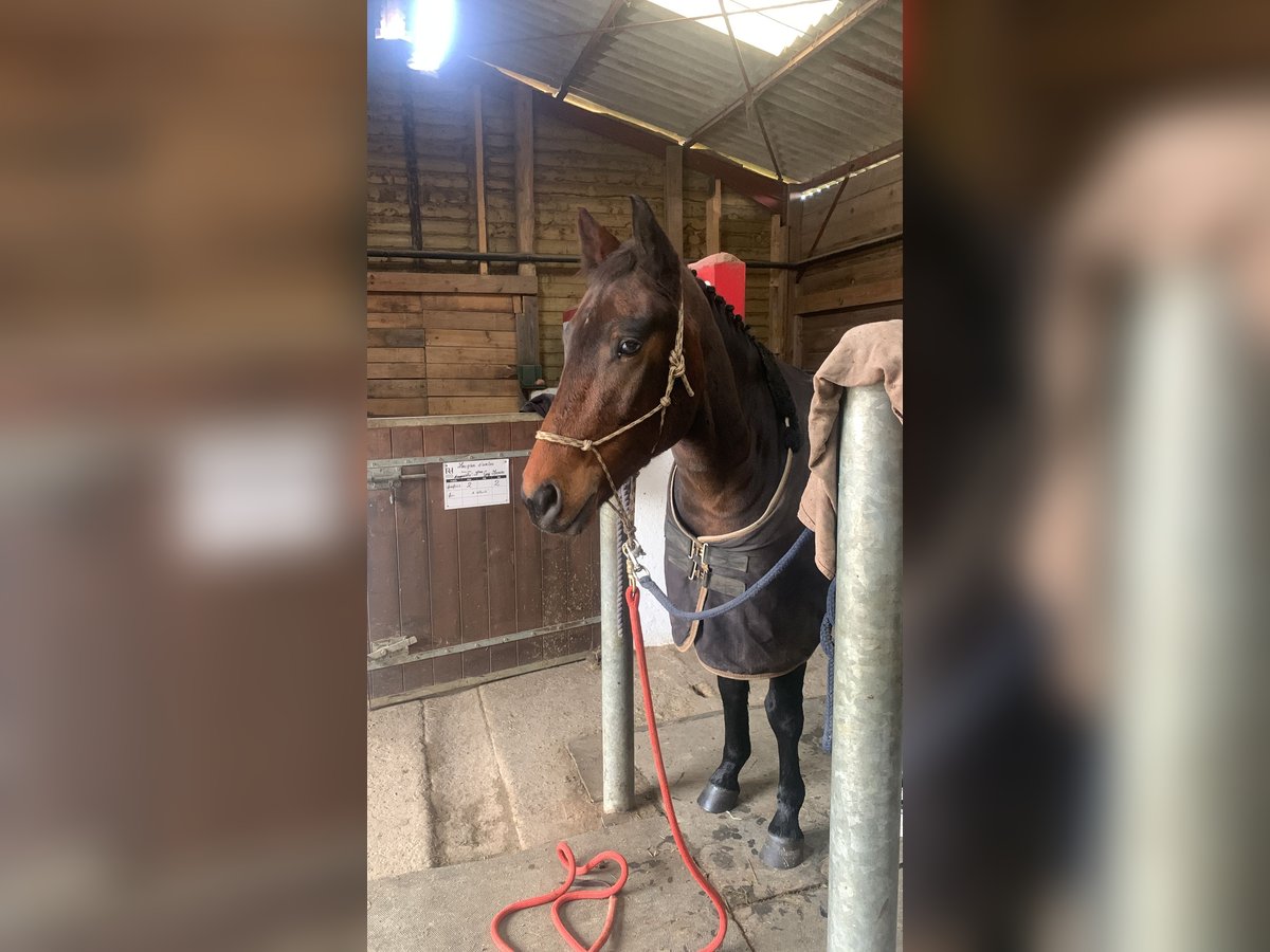 New Forest Pony Wallach 5 Jahre 147 cm Dunkelbrauner in Châtellerault