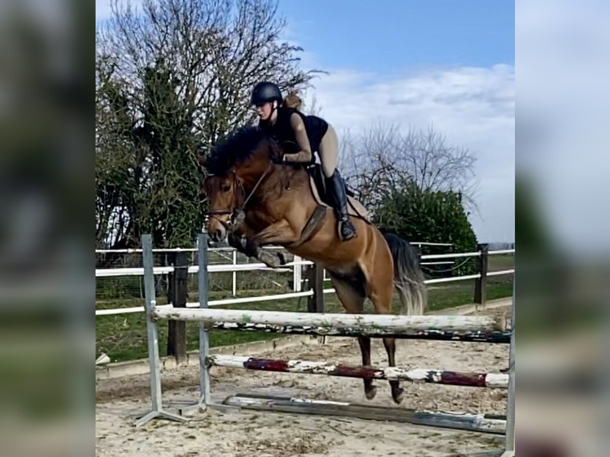 New Forest Pony Wallach 5 Jahre 148 cm Brauner in Geilenkirchen