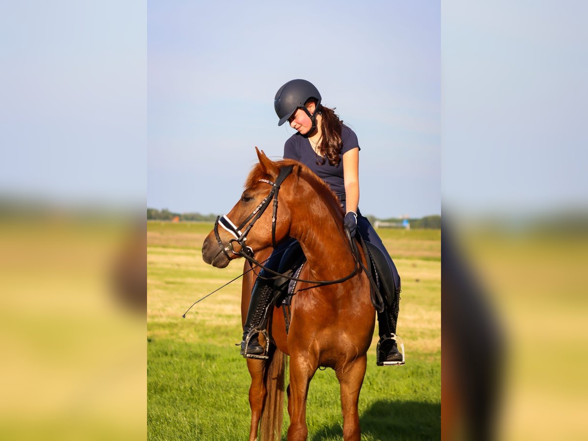 New Forest Pony Wallach 5 Jahre 148 cm Fuchs in Rotterdam