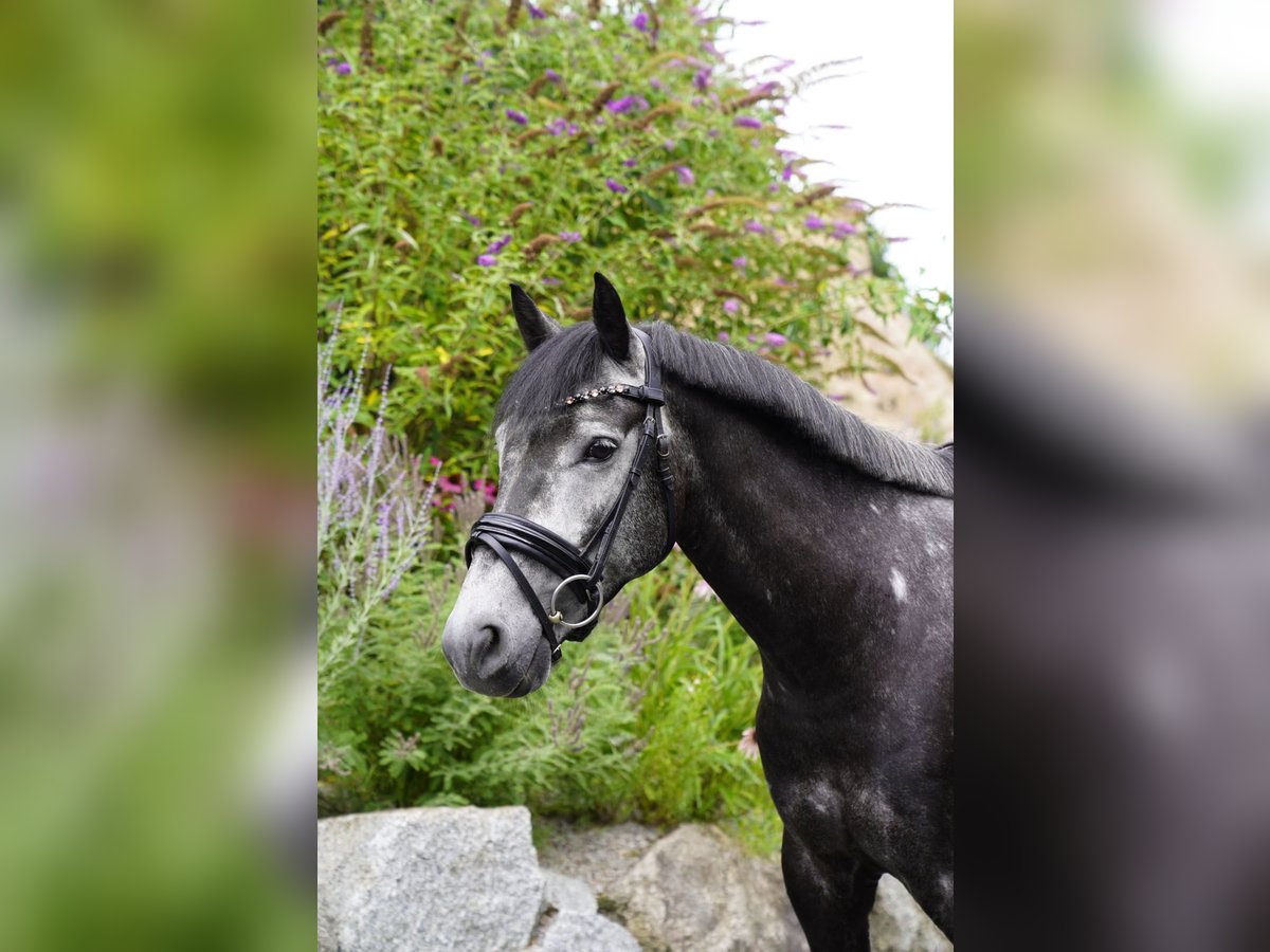 New Forest Pony Wallach 5 Jahre 148 cm Schimmel in F&#xFC;rth