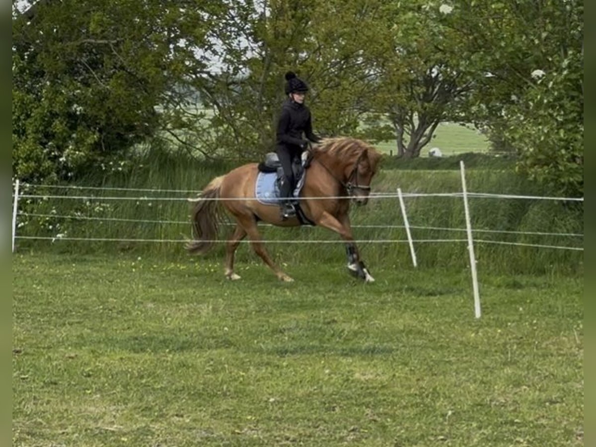 New Forest Pony Wallach 7 Jahre 138 cm Fuchs in Norderw&#xF6;hrden
