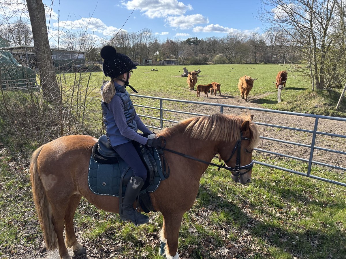 New Forest Pony Wallach 7 Jahre 138 cm Fuchs in Norderwöhrden