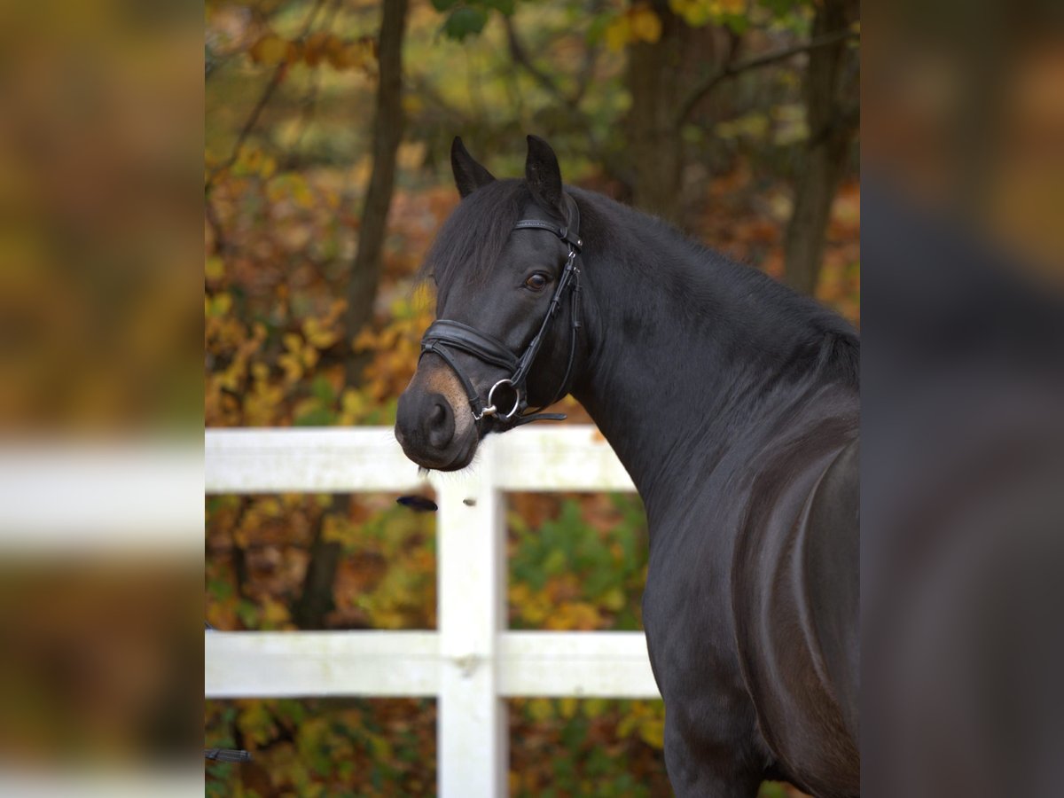 New Forest Pony Wallach 7 Jahre 142 cm Schwarzbrauner in Essen (Oldenburg)